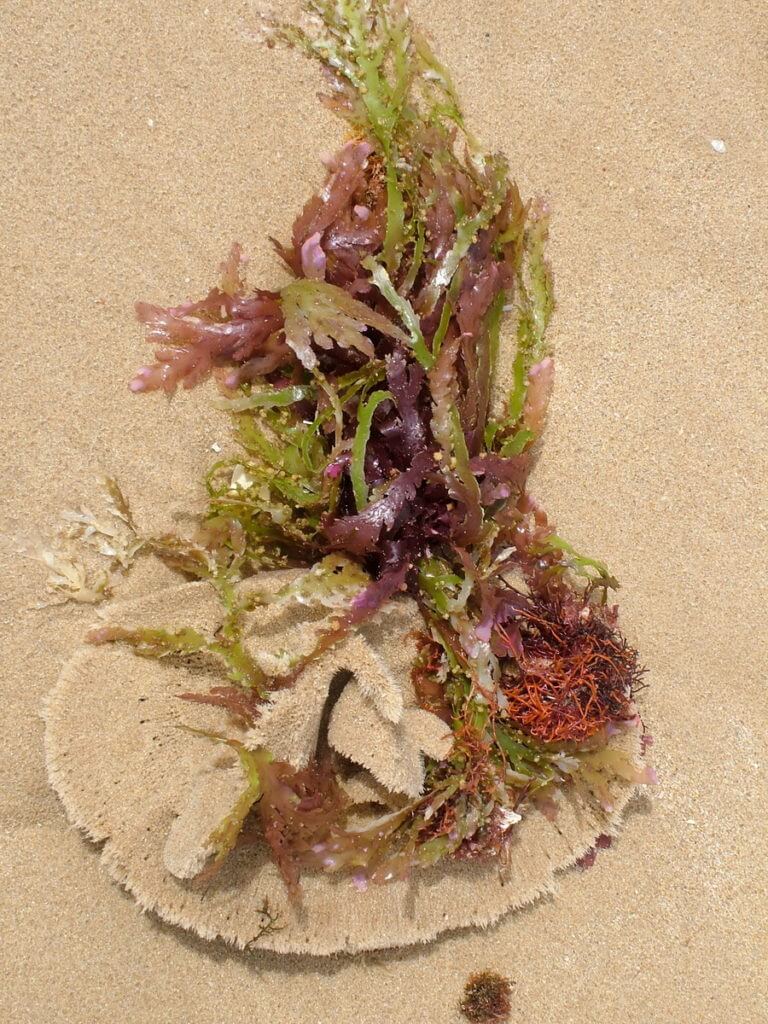 a sand dollar in seaweed, port elizabeth, south africa