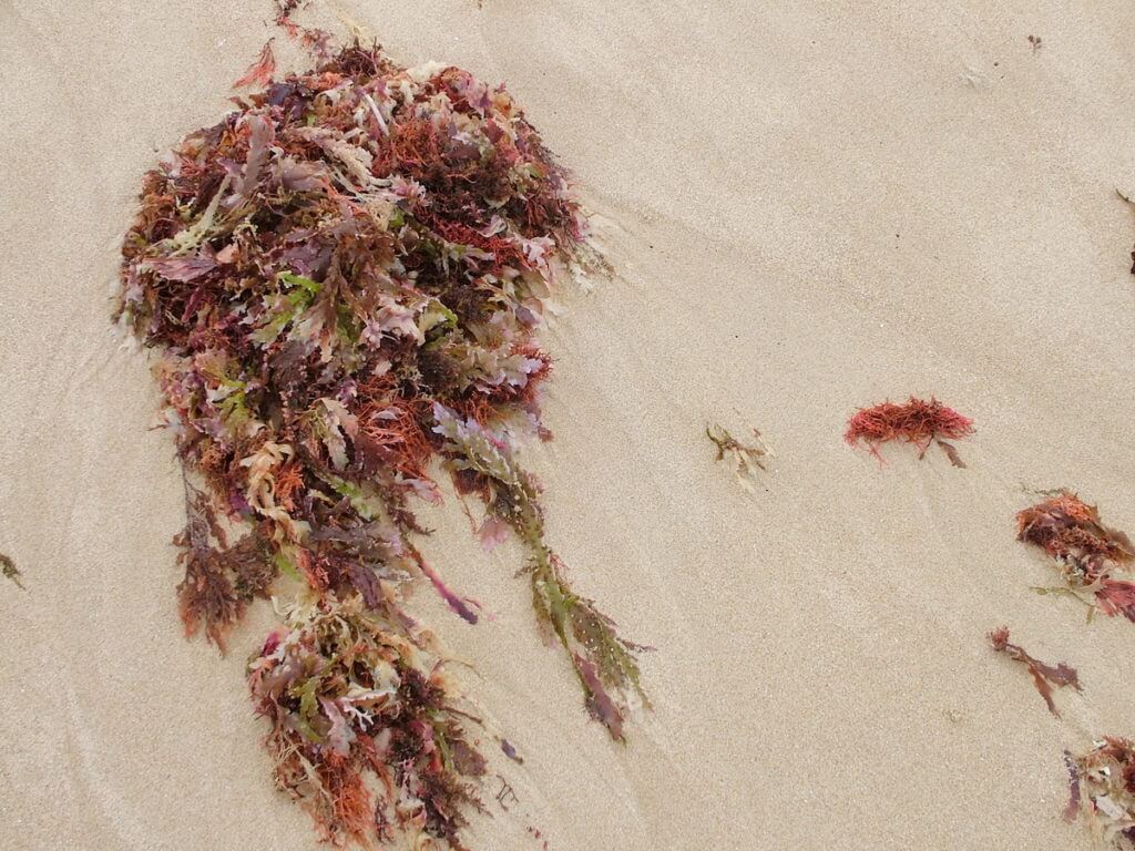 colourful seaweed, port elizabeth, south africa