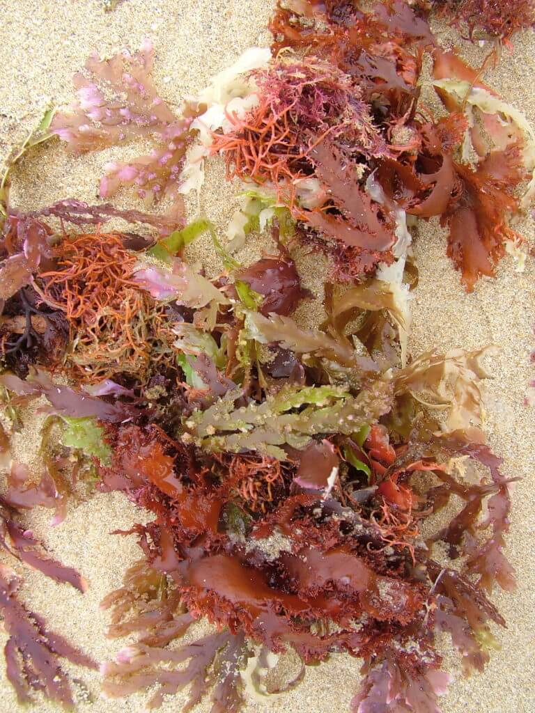 colourful seaweed, port elizabeth, south africa