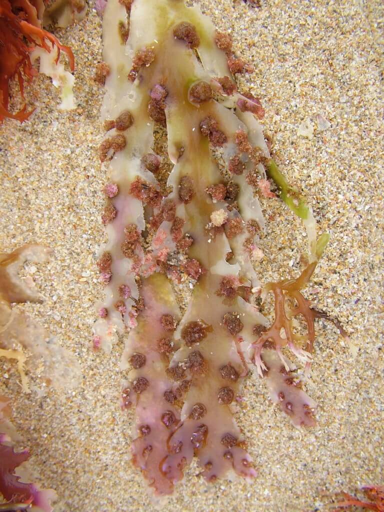 seaweed with nodules, port elizabeth, south africa