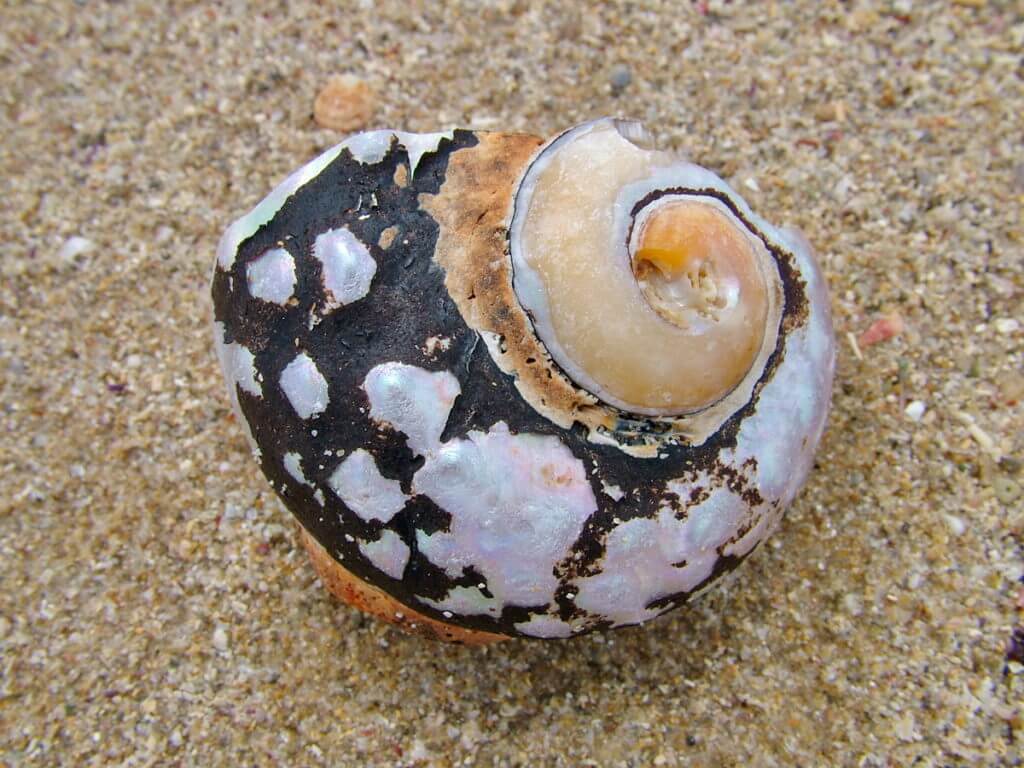 south african turban shell, on the beach, port elizabeth, south africa