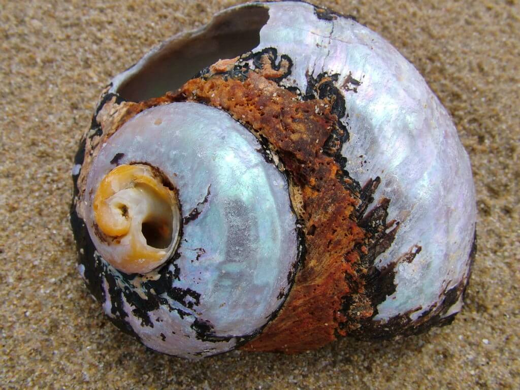 south african turban shell, on the beach, port elizabeth, south africa