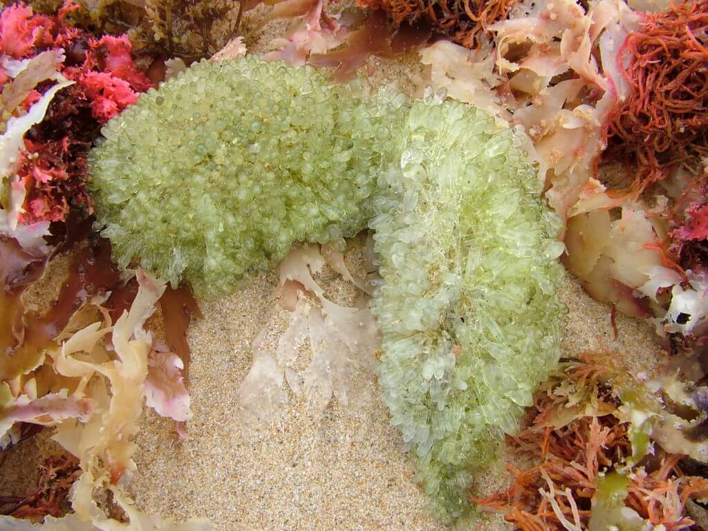 pale green flora or fauna on the beach, port elizabeth, south africa
