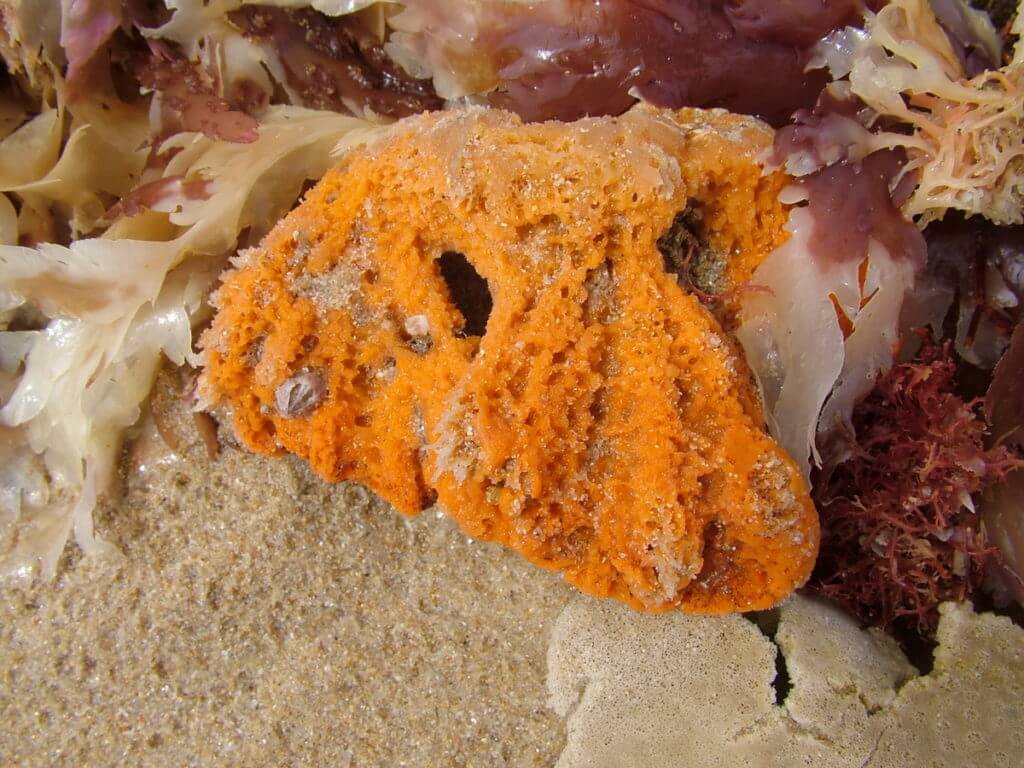 unknown orange flora or fauna, on the beach , port elizabeth, south africa