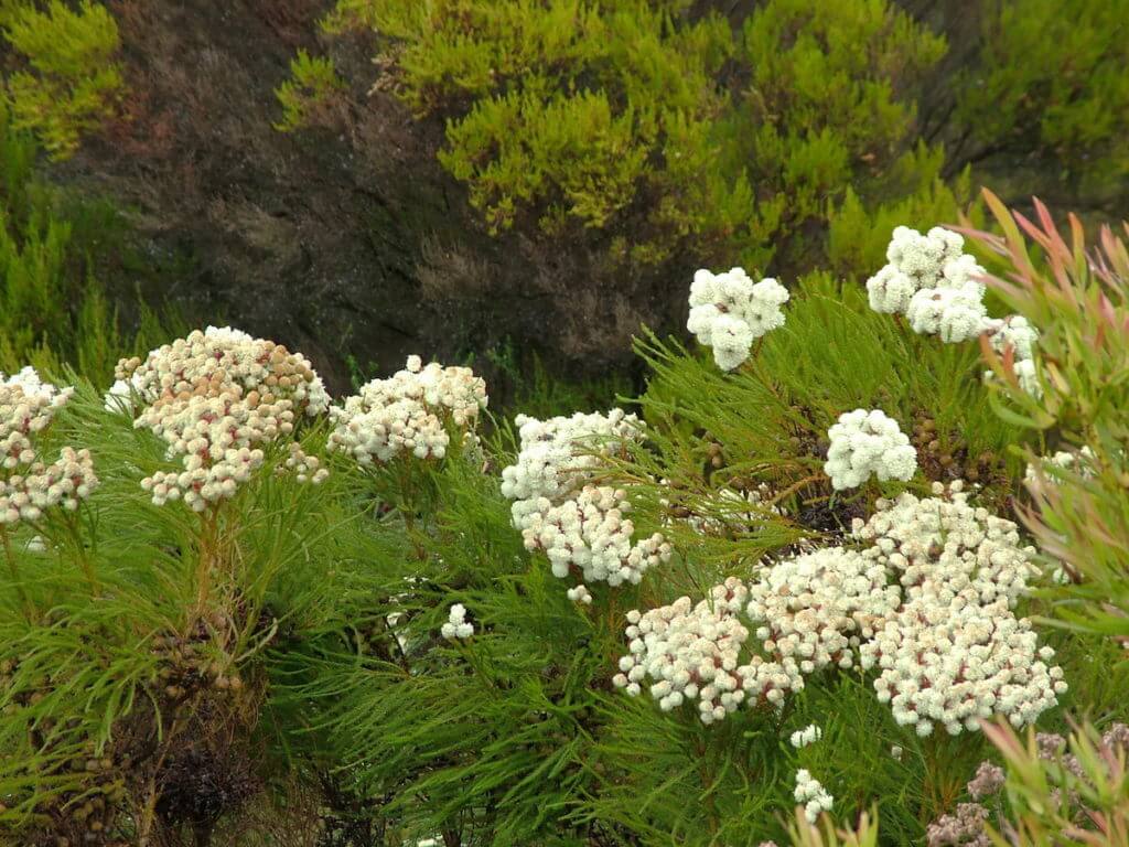 berzelia abratanoides, fynbos biome, garden route, south africa 