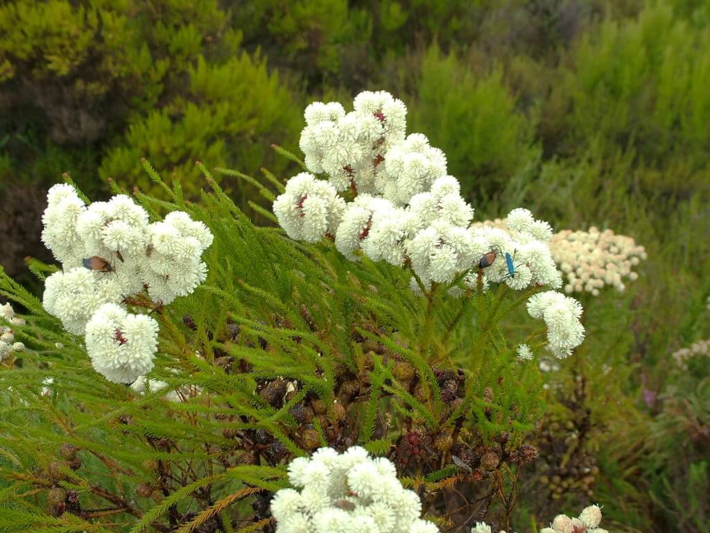 berzelia abratanoides, fynbos biome, garden route, south africa 