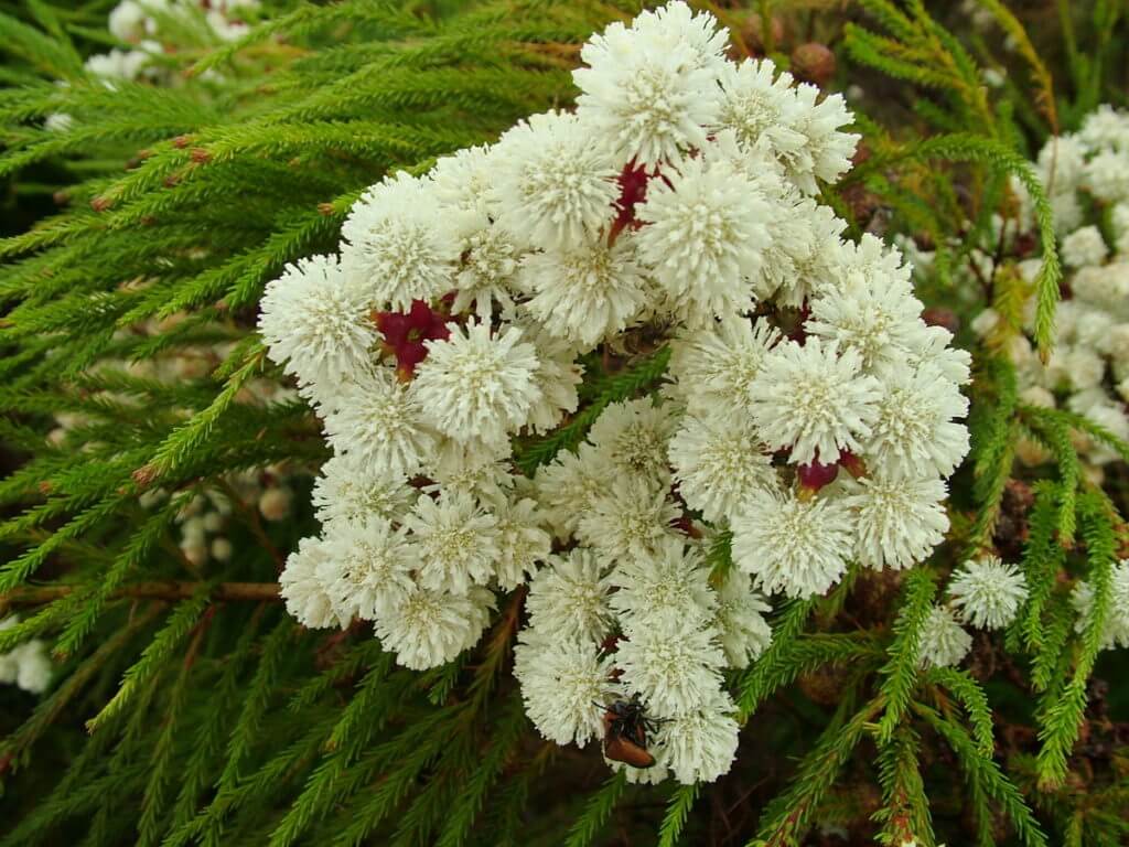 berzelia abratanoides, fynbos biome, garden route, south africa 