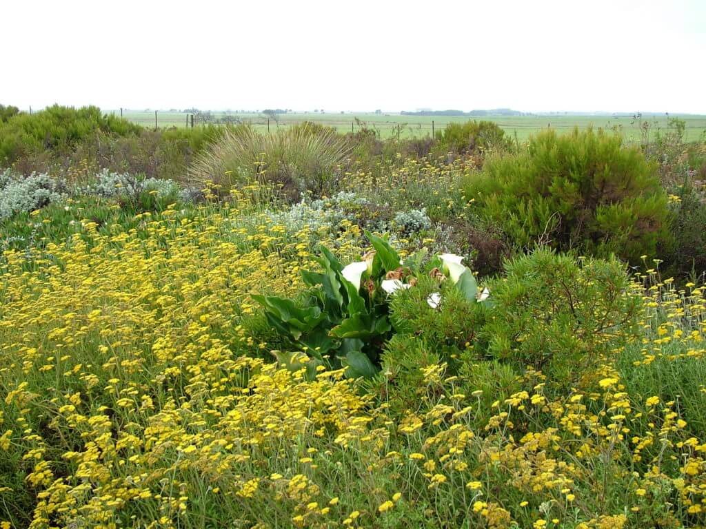 fynbos, garden route, south africa