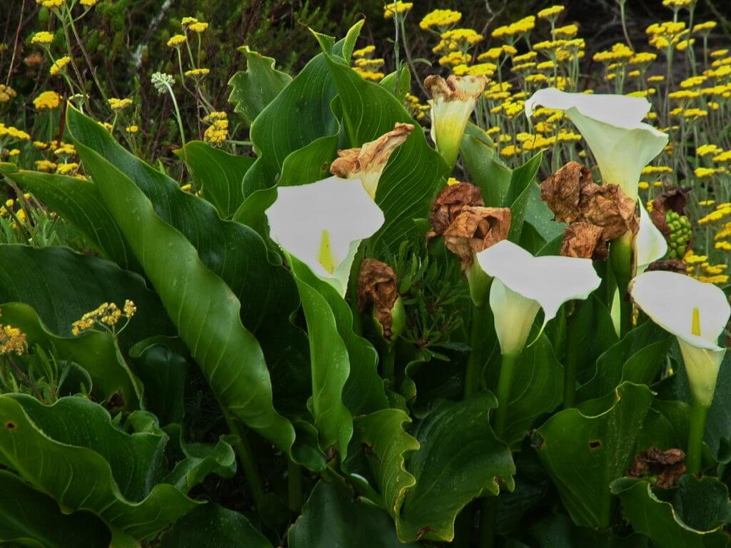 calla lilies of the fynbos biome, garden route, south africa