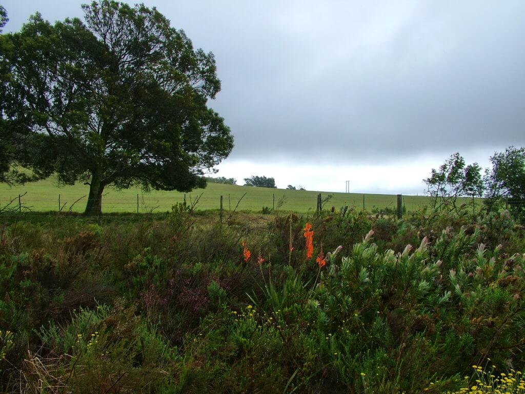 fynbos along the garden route, south africa