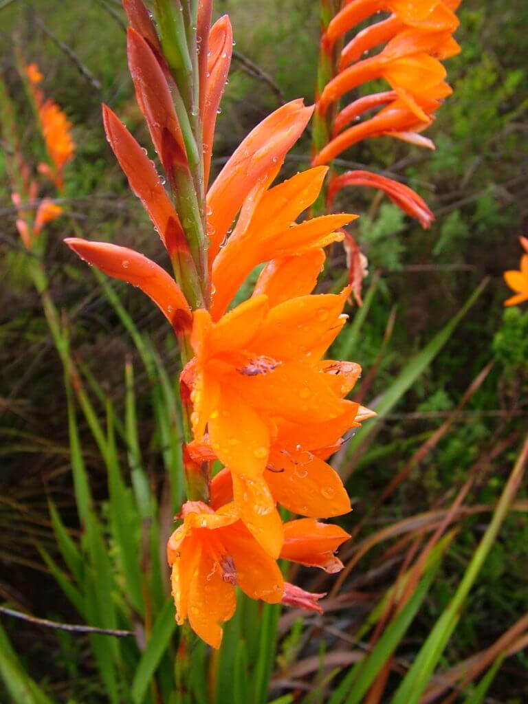 crocosmia of the fynbos biome, garden route, south africa
