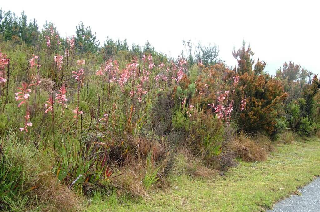 fynbos along the garden route, south africa