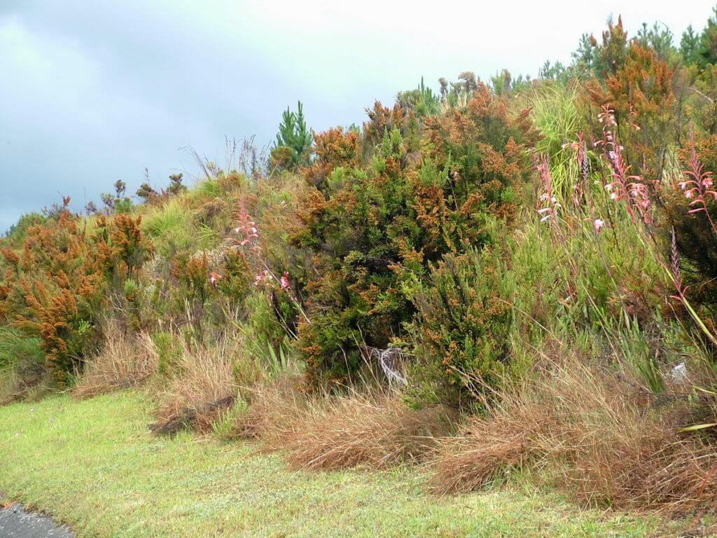 fynbos in the verge along agricultural land, the garden route, south africa