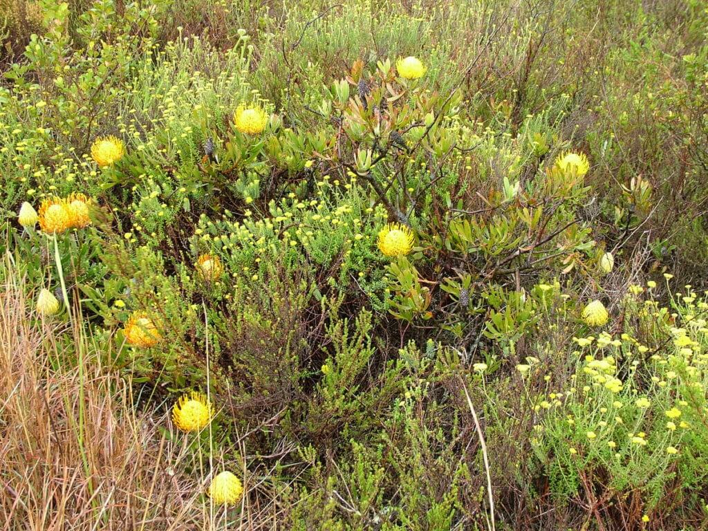 pincushion protea of the fynbos biome, garden route, south africa