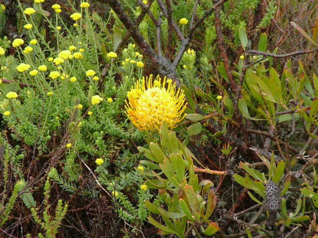 pincshion protea along the garden route, south africa