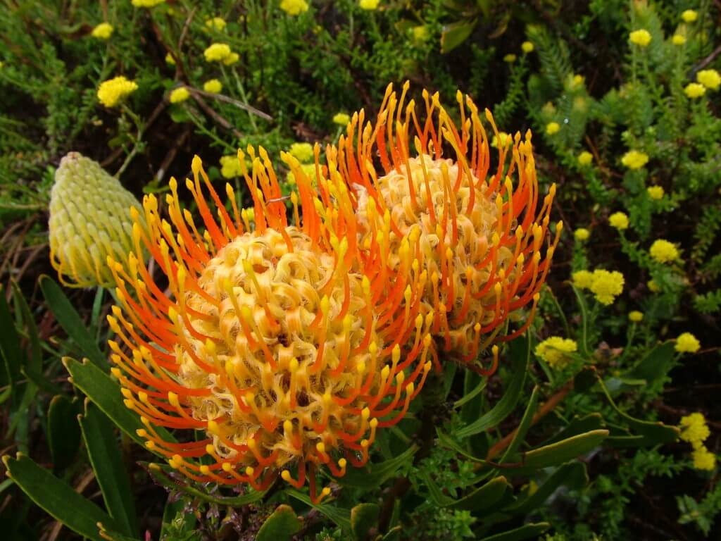styles of a pincushion protea flower, garden route, south africa