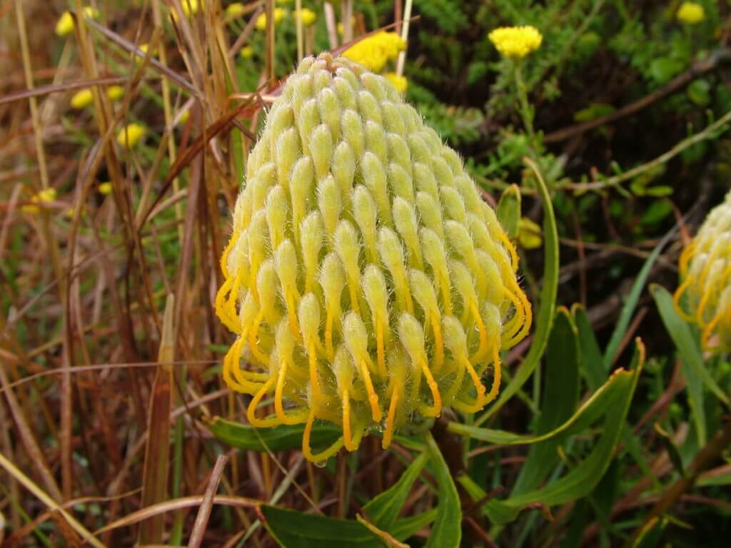 flower bud of pincushion protea, garden route, south africa