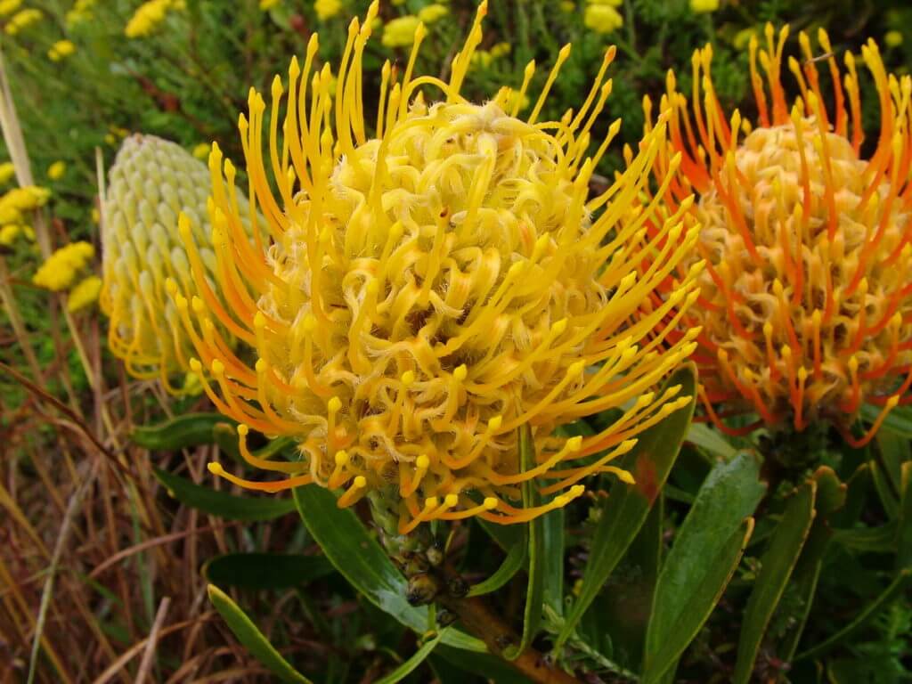styles of a pincushion protea flower, garden route, south africa
