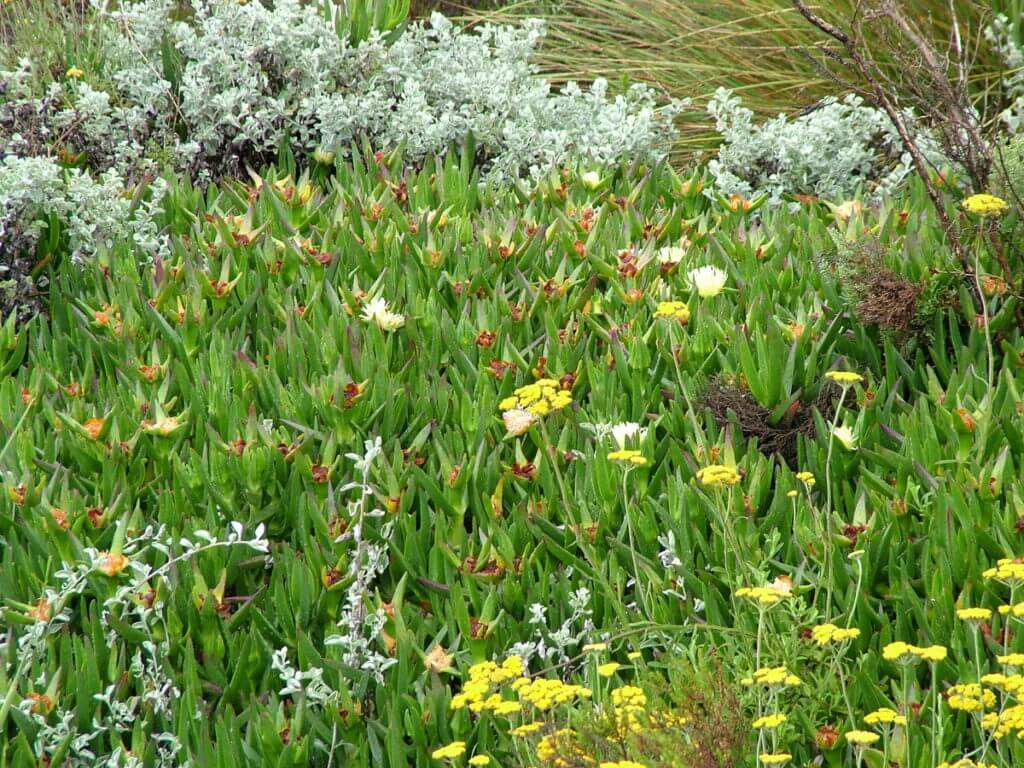 sour fig plants, fynbos biome, garden route, south africa 