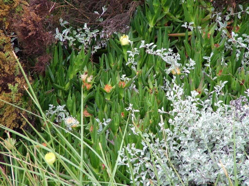 sour fig plants, fynbos biome, garden route, south africa 