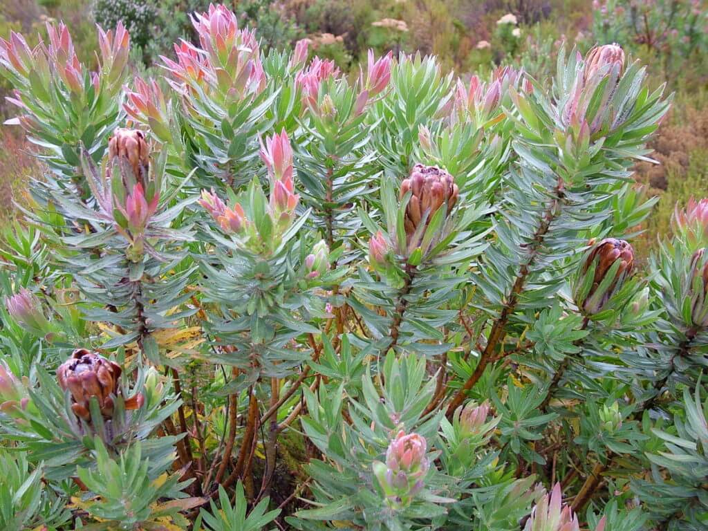 silver protea, fynbos biome, garden route, south africa 