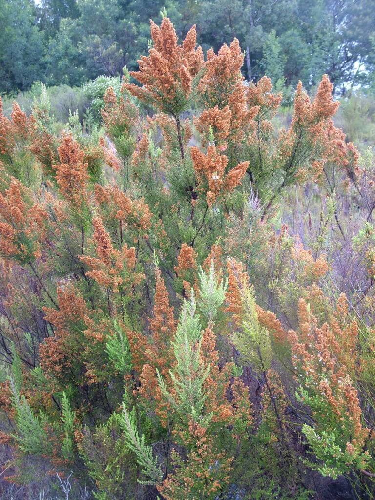 water heath of the fynbos biome, garden route, south africa