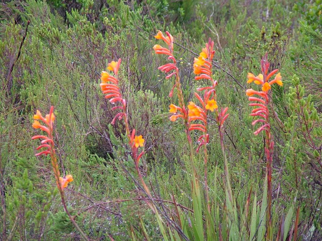 crocosmia of the fynbos biome, garden route, south africa