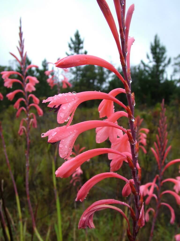 watsonia pillansi of the fynbos biome, garden route, south africa