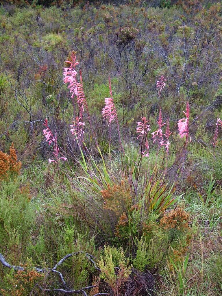 watsonia pillansi of the fynbos biome, garden route, south africa
