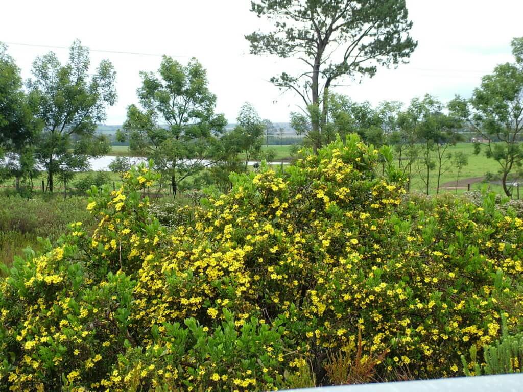 yellow fynbos along the garden route, south africa