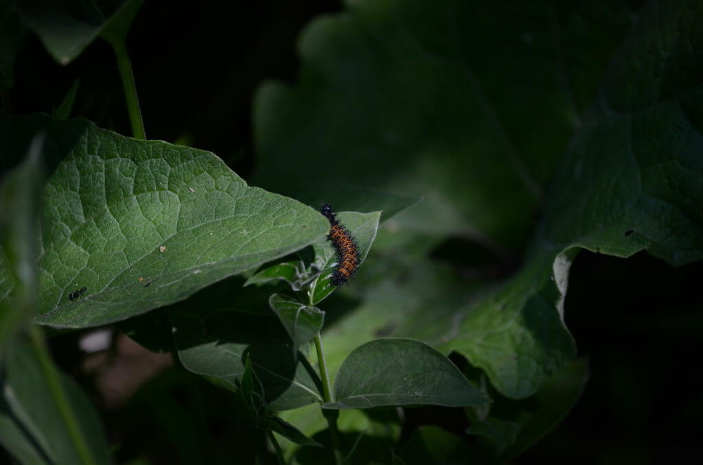 baltimore checkerspot larva, rouge national urban park, toronto, ontario