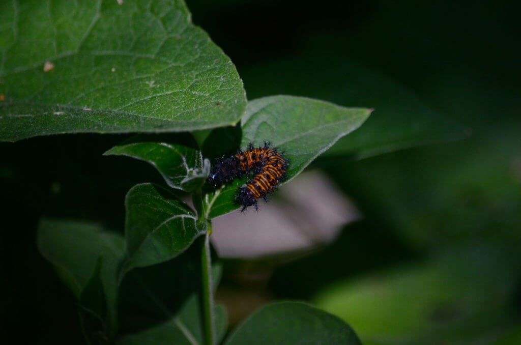 baltimore checkerspot butterfly larva, rouge national urban park, toronto, ontario