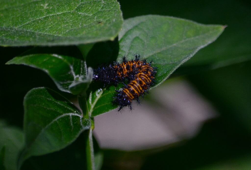 baltimore checkerspot larva, rouge national urban park, toronto, ontario