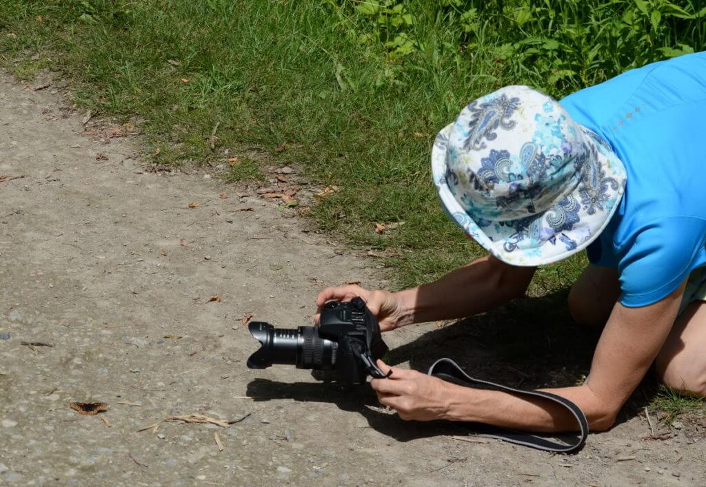 jean photographing a baltimore checkerspot butterfly, glendon forest trail, toronto, ontario