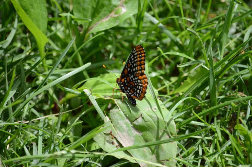 baltimore checkerspot butterfly, glendon forest trail, toronto, ontario