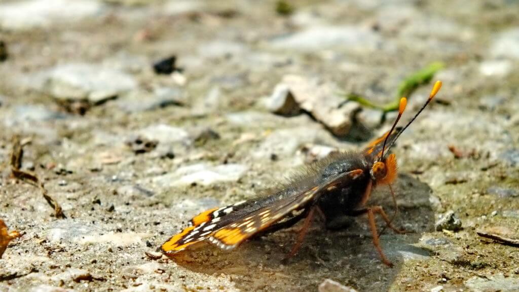 baltimore checkerspot butterfly, glendon forest trail, toronto, ontario