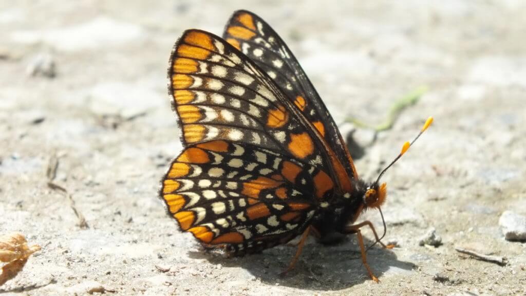 baltimore checkerspot butterfly, glendon forest trail, toronto, ontario