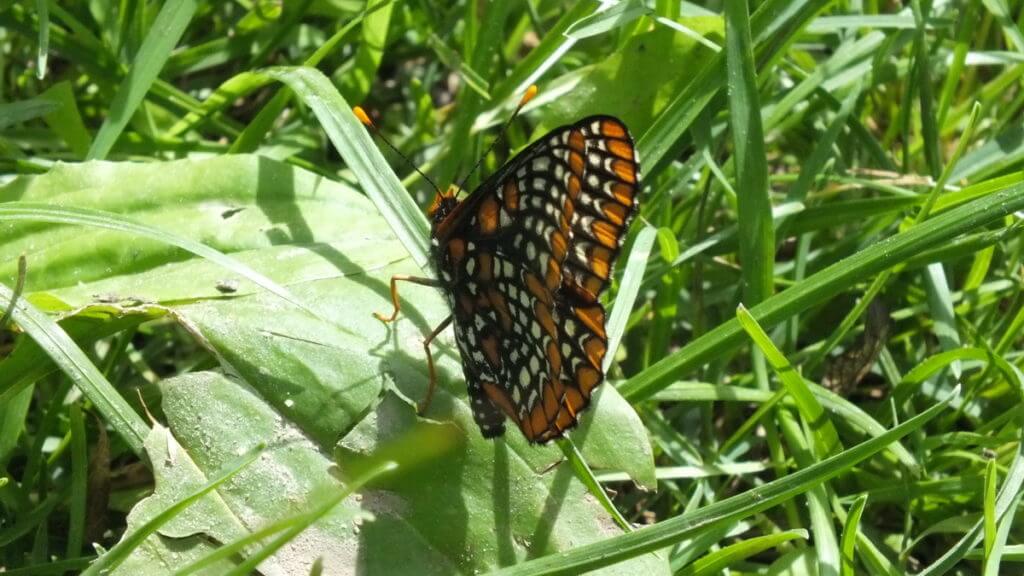 baltimore checkerspot butterfly, glendon forest trail, toronto, ontario