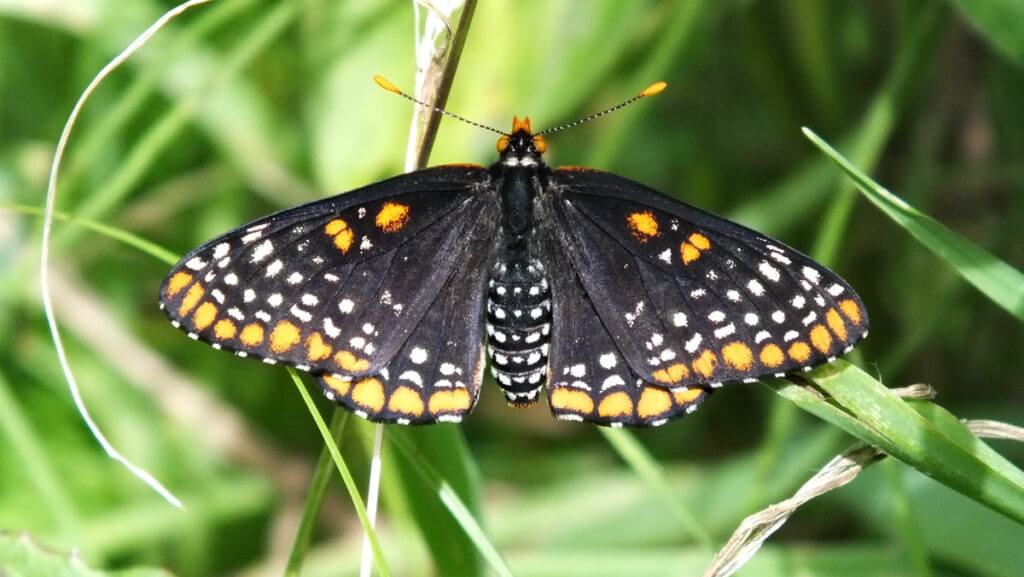 baltimore checkerspot butterfly, glendon forest trail, toronto, ontario