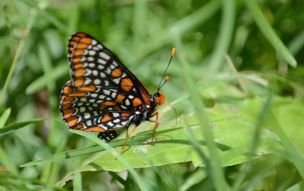 baltimore checkerspot butterfly, glendon forest trail, toronto, ontario