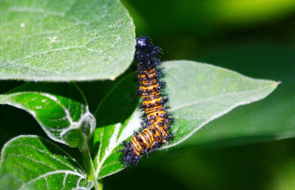 baltimore checkerspot larva, rouge national urban park, toronto, ontario