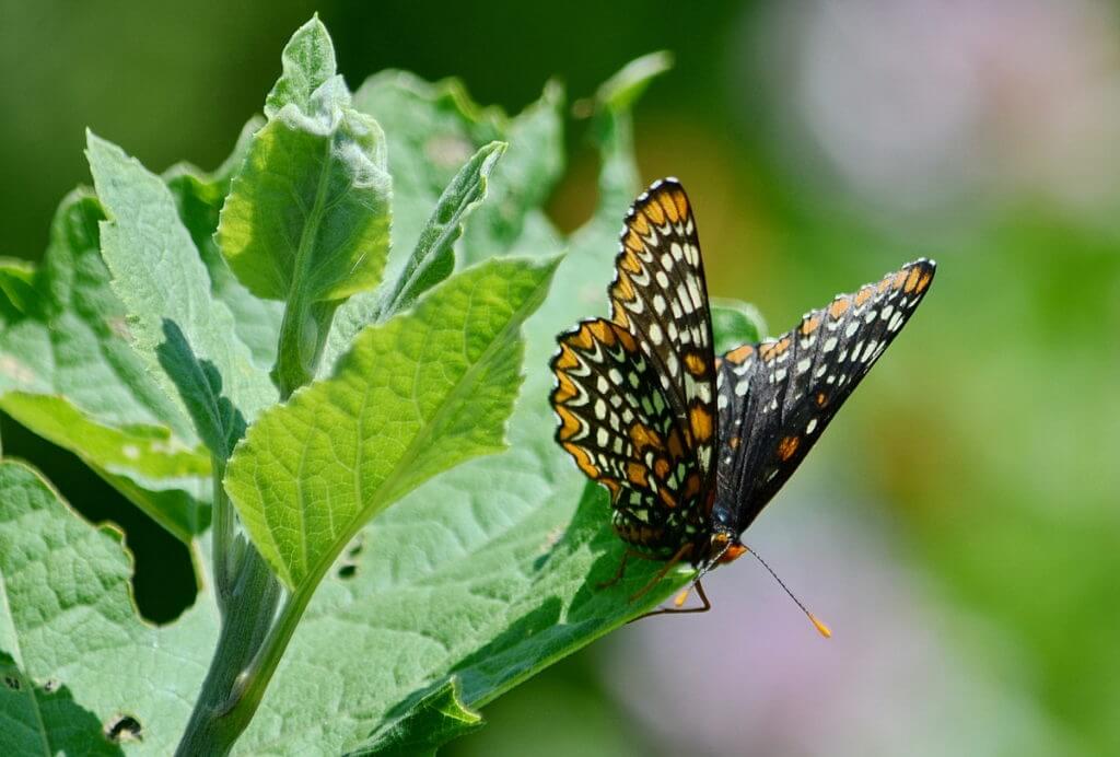 baltimore checkerspot butterfly, rouge national urban park, markham, ontario
