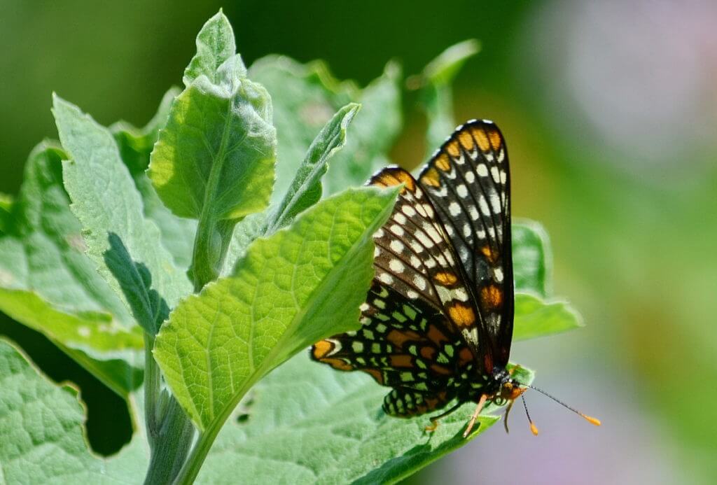 baltimore checkerspot butterfly, rouge national urban park, markham, ontario