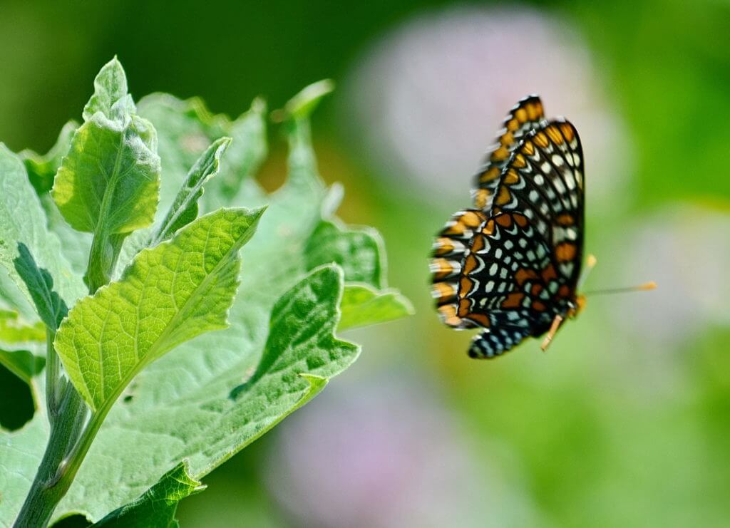 baltimore checkerspot butterfly, rouge national urban park, markham, ontario