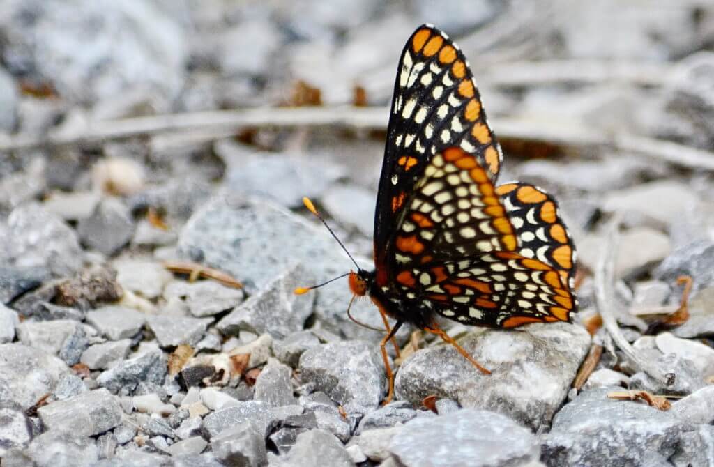 baltimore checkerspot butterfly, rouge national urban park, markham, ontario