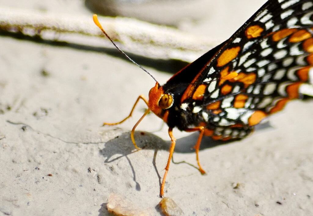 baltimore checkerspot butterfly, rouge national urban park, markham, ontario