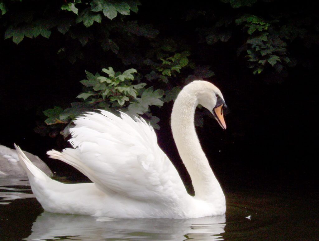 a mute swan, avon river, bath, england
