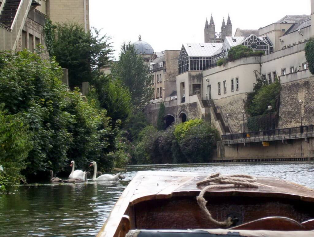punting beside mute swans, avon river, bath, england