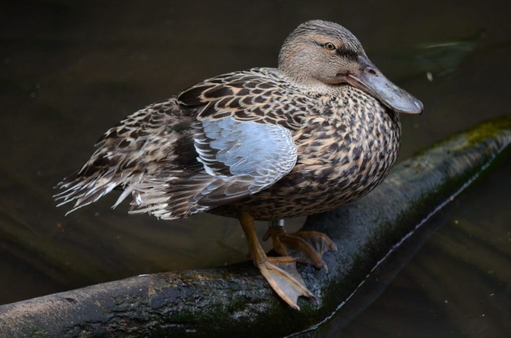 new zealand shoveler, hen, otorohanga kiwi house & native bird park, otorohanga, new zealand