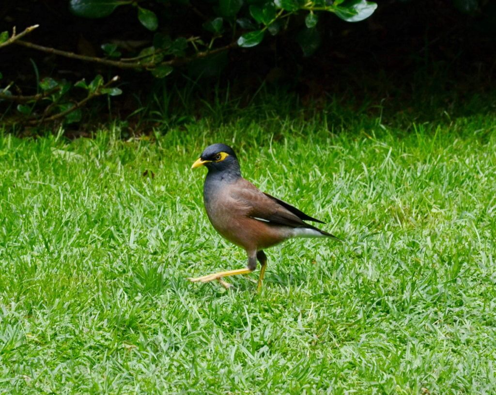 common myna bird, otorohanga kiwi house & native bird park, otorohanga, new zealand